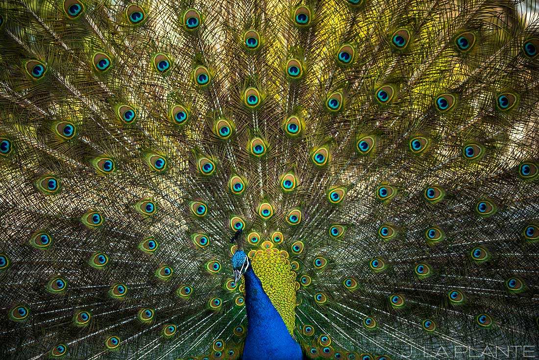 peacock in porto portugal