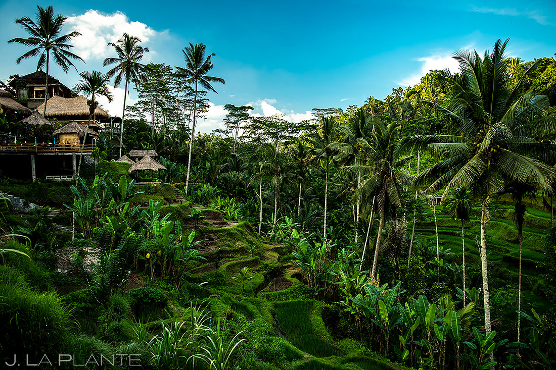Tegallalang Rice Terraces | Bali Indonesia | Travel Photography | J. La Plante Photo