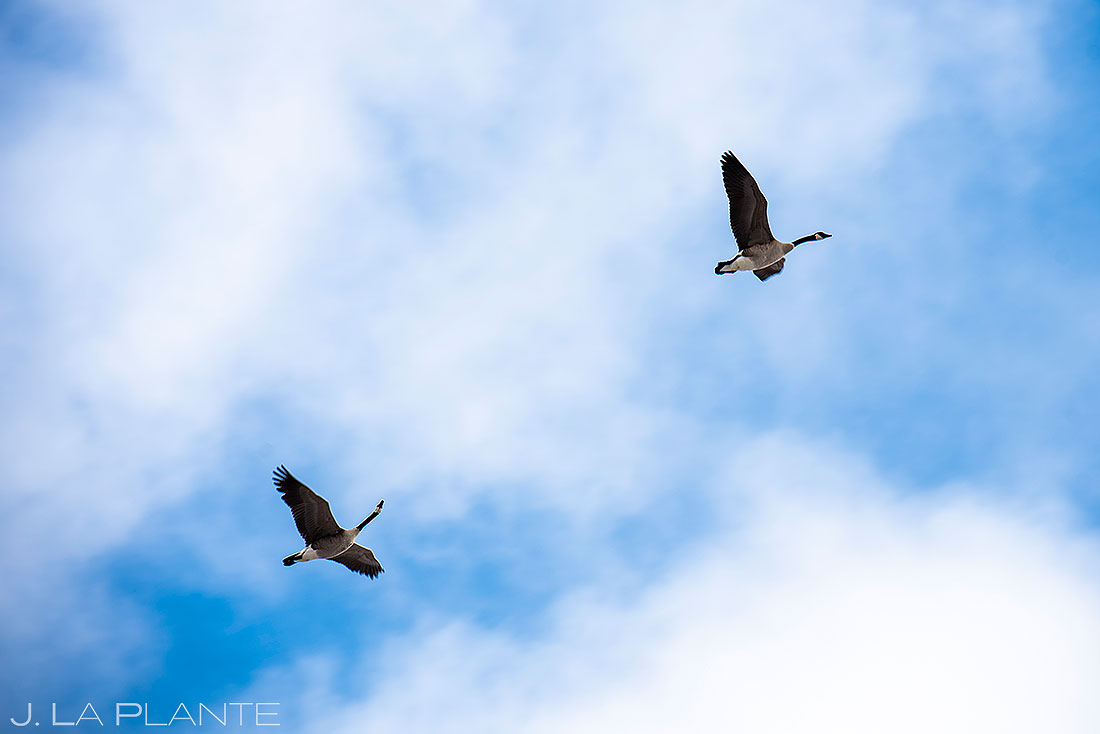 geese flying overhead during wedding ceremony