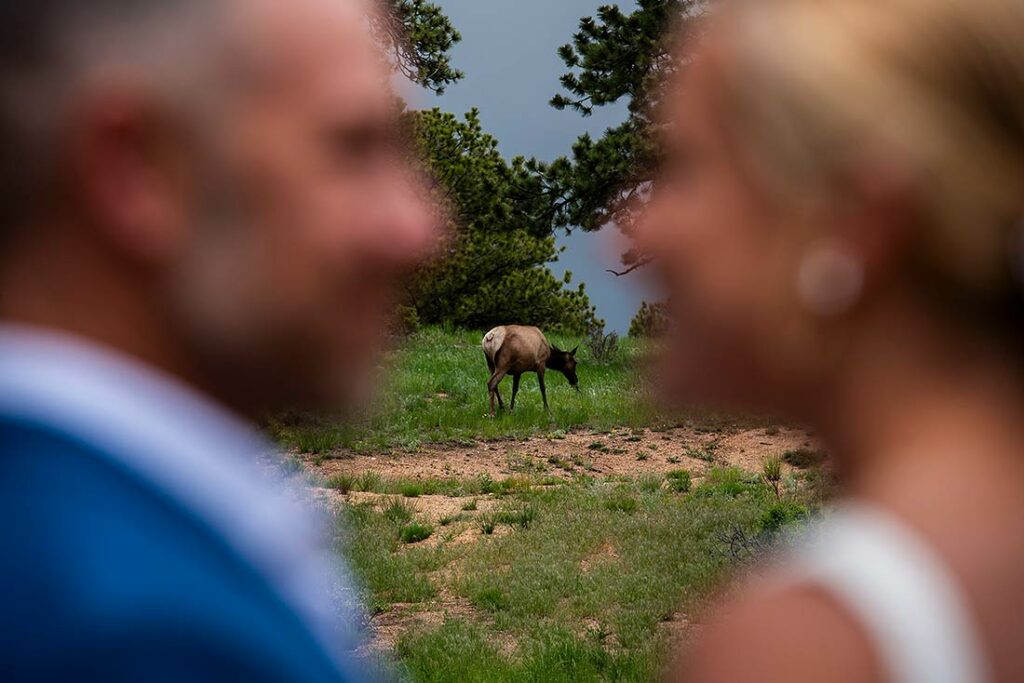bride and groom with elk at The Boulders Black Canyon Inn wedding