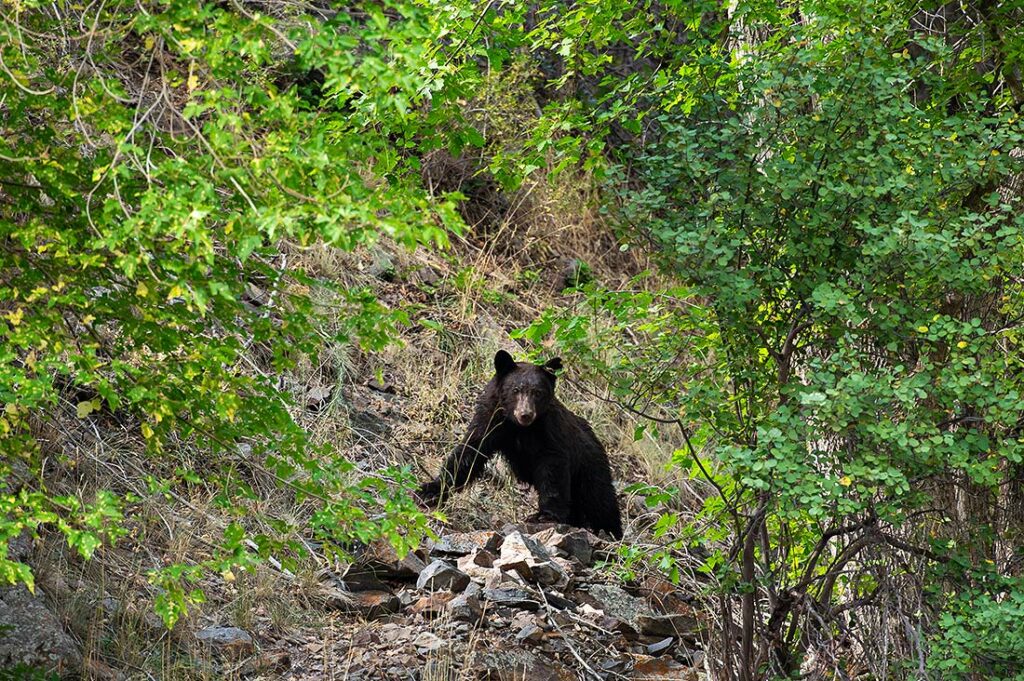 black bear crashing Colorado engagement session